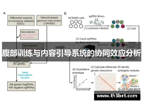 腹部训练与内容引导系统的协同效应分析